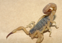 Mais de 250 escorpiões são capturados em condomínio na Grande Florianópolis