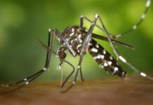 Santa Catarina registra mais de 5 mil focos do mosquito Aedes aegypti