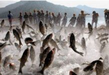 Governo Federal amplia em 20% a cota na safra da tainha em Santa Catarina