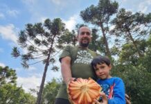 Começa a temporada de colheita do pinhão em Santa Catarina