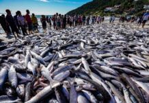 Santa Catarina ultrapassa 2,5 mil toneladas de tainha na safra 2025