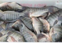 Proposta do Governo Federal afeta a cadeia da tilápia e de ostras em Santa Catarina