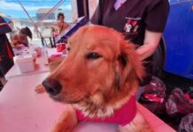 Segundo mutirão de castração de 2026 em São José abre inscrições para tutores da região de Barreiros