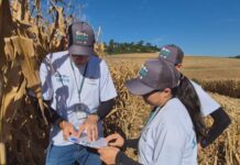 Produção de milho ultrapassa 200 sacas por hectare no Oeste de Santa Catarina