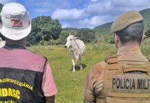 Governo do Estado promove campanha de conscientização contra a farra do boi