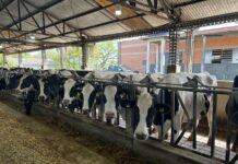 R$ 4,5 milhões movimentados no 1º dia de operações do Pronampe Leite Custeio de SC