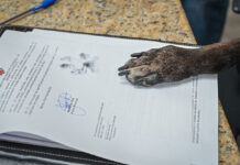 Prefeitura de Biguaçu abre licitação para construir clínica veterinária e sede do Dibea