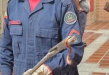 Cobra-coral é encontrada dentro de universidade em Biguaçu