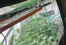 Homem que mantinha estufa para produção de maconha é preso pelo Bope