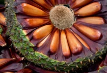 Serra Catarinense espera safra de pinhão 32% menor e reajuste no preço