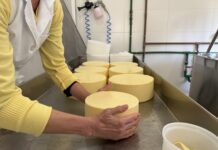 Indústria de laticínios cresce 59% em Santa Catarina nos últimos seis anos