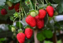 Pesquisa da Epagri quer garantir produção de mudas de morango mais baratas e de alta qualidade