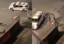 Pitbull é morto a tiros por PM após avançar contra policial durante abordagem em Itajaí