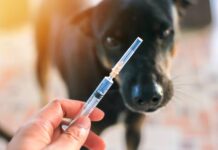 São José amplia políticas de proteção animal com mutirão de castração e campanha gratuita de vacinação